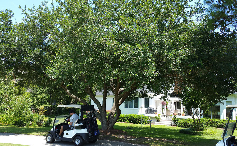 zumari 50pcs Quercus virginiana Live Oak Florida Native Tree Seeds